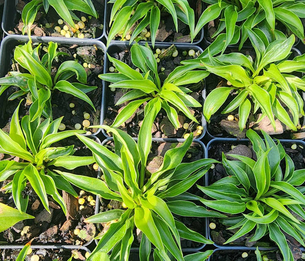Hosta 'Li'l Ruffian'