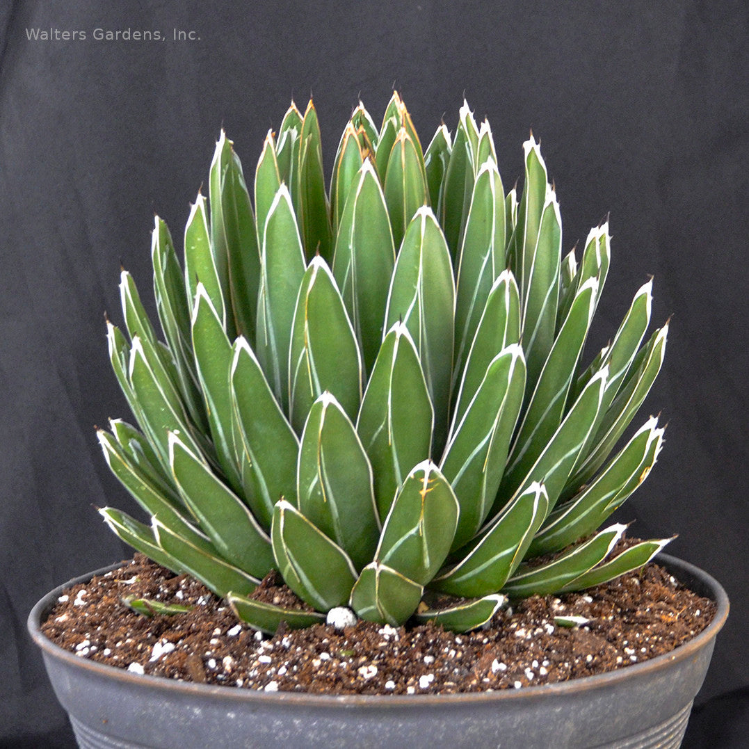 Agave victoriae-reginae 'Porcupine' – In The Country Garden