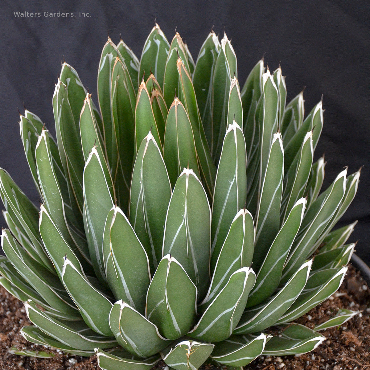 Agave victoriae-reginae 'Porcupine' – In The Country Garden