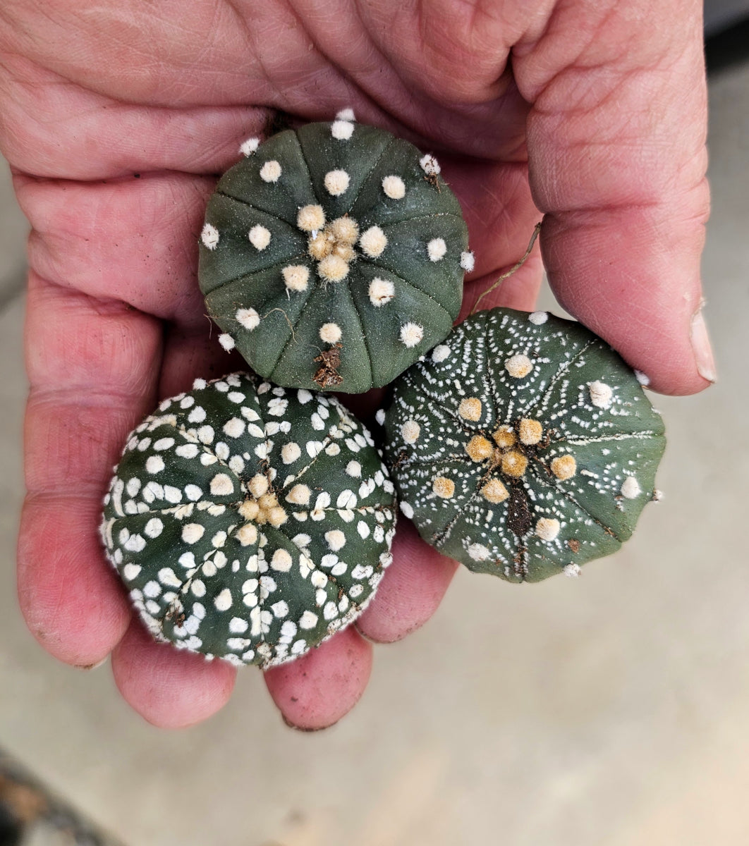 Astrophytum asterias – In The Country Garden & Gifts Online Store