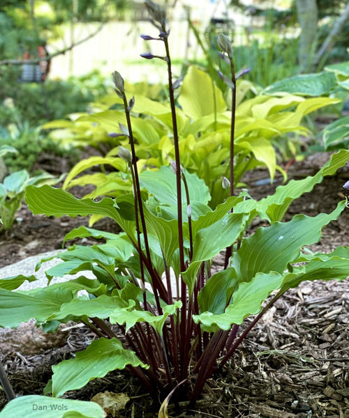 Hosta 'Bricks 'n' Ivy'