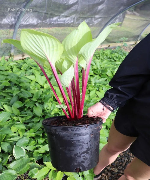 Hosta 'Cherry Cheesecake' petioles