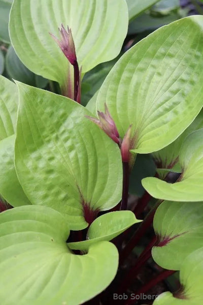 Hosta 'Cherry Cheesecake' buds