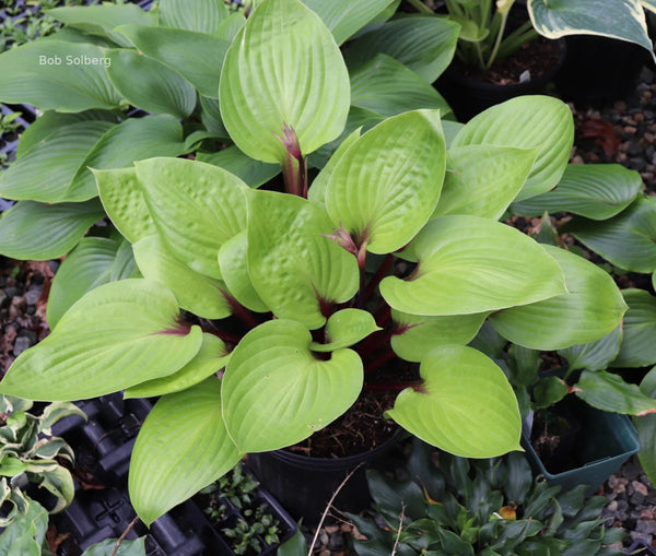 Hosta 'Cherry Cheesecake'