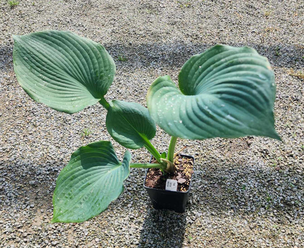 Hosta 'Delirium'