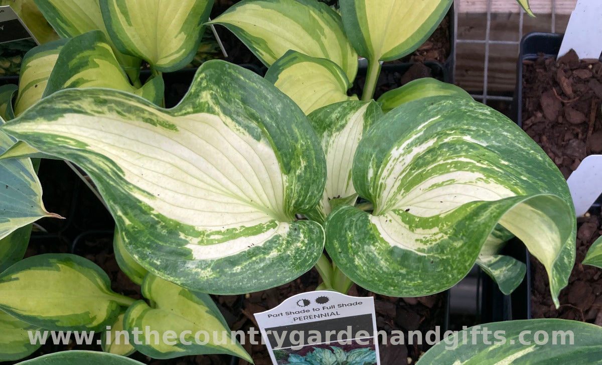 frog in my house plant Hosta 'Frog in my Throat' – In The Country Garden & Gifts Online Store