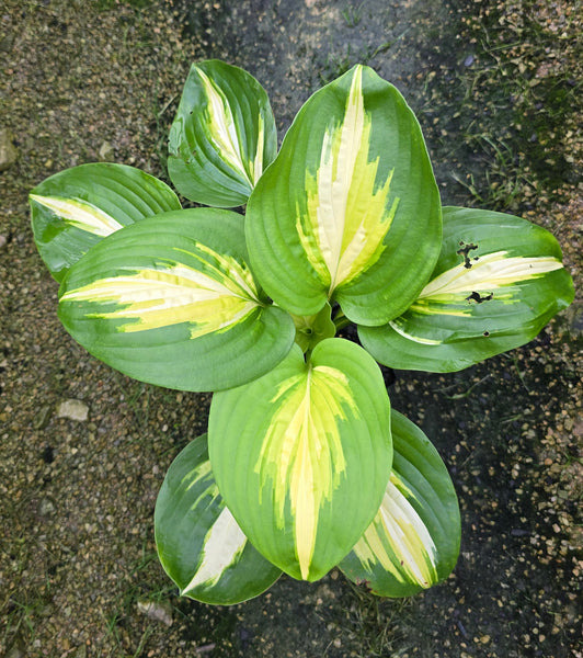 Hosta 'Heatwave Harmony'