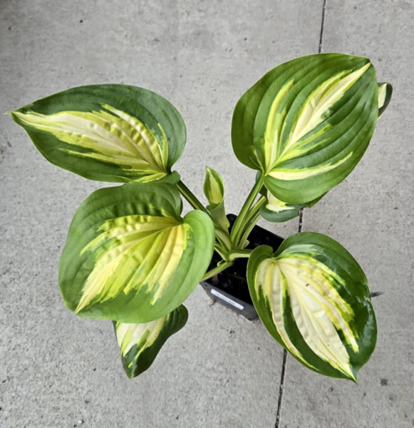 Hosta 'Heatwave Harmony'