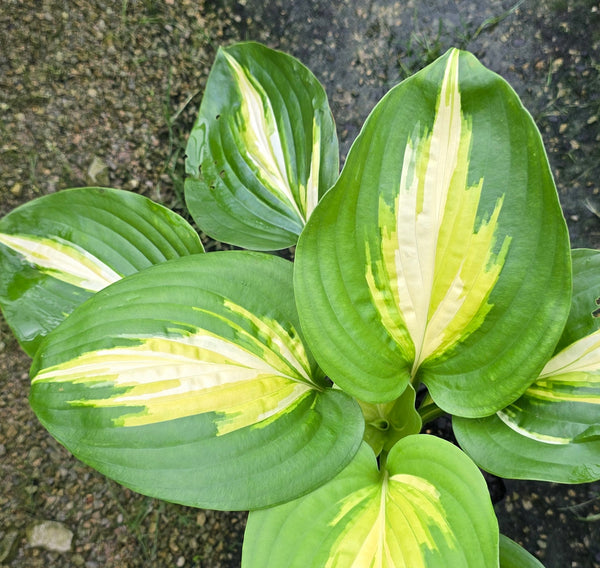 Hosta 'Heatwave Harmony' leaf close up