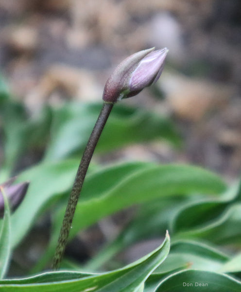 Hosta 'Li'l Ruffian' flower scape