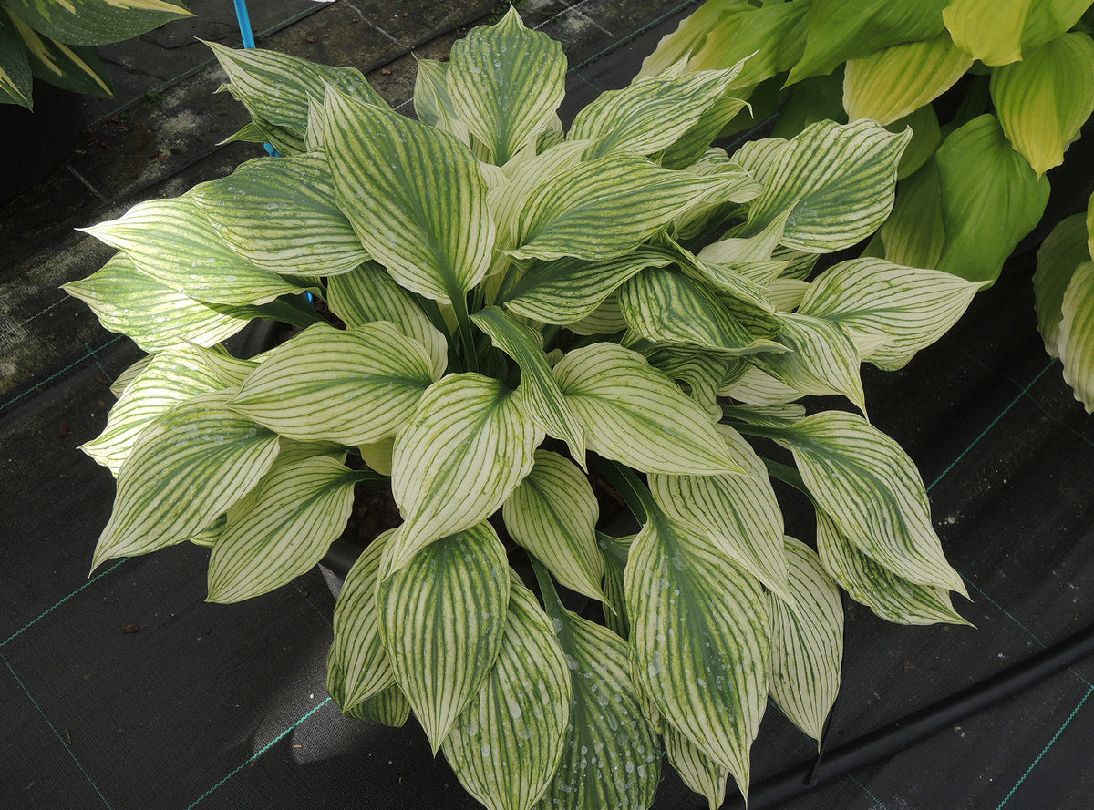 Hosta 'Silver Feather' – In The Country Garden & Gifts Online Store