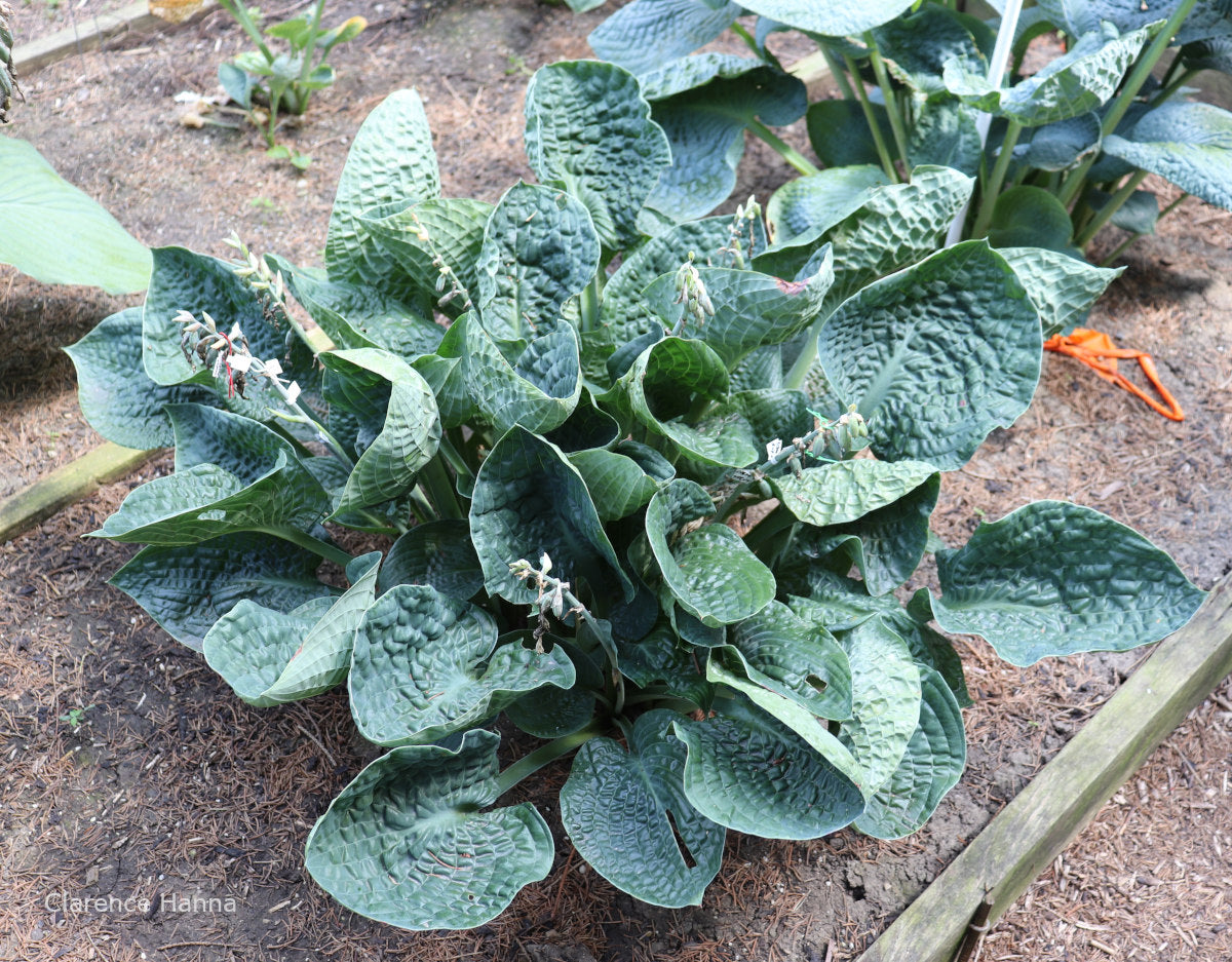 tobacco road hosta This hosta forms a large Our Hostas - Critterhaven Gardens
