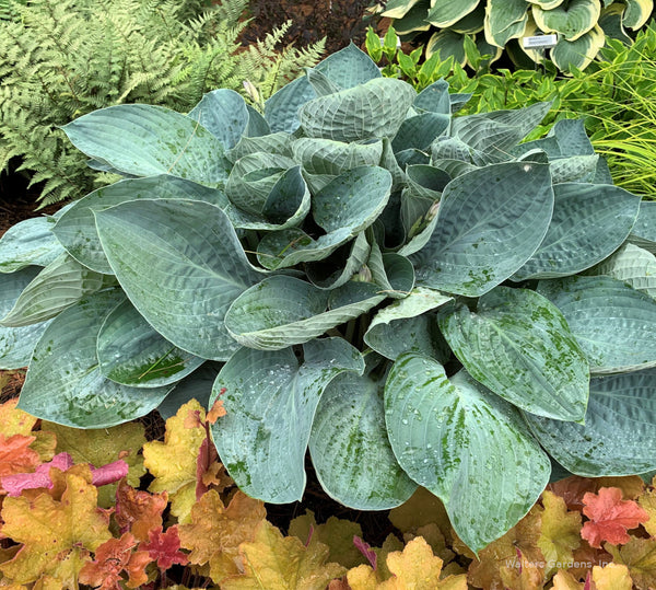 Hosta 'Above The Clouds'