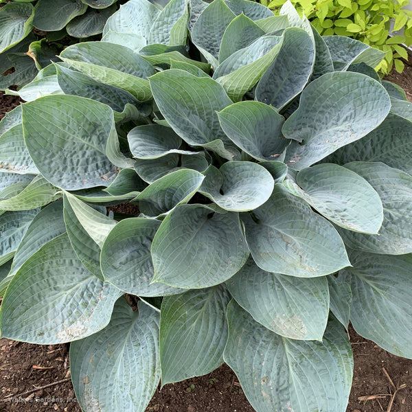 Hosta 'Above The Clouds'