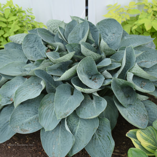 Hosta 'Above The Clouds'