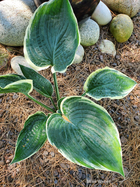 Hosta 'And You and I'