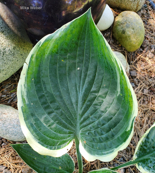 Hosta 'And You and I'