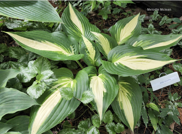 Hosta 'Ann Kulpa'
