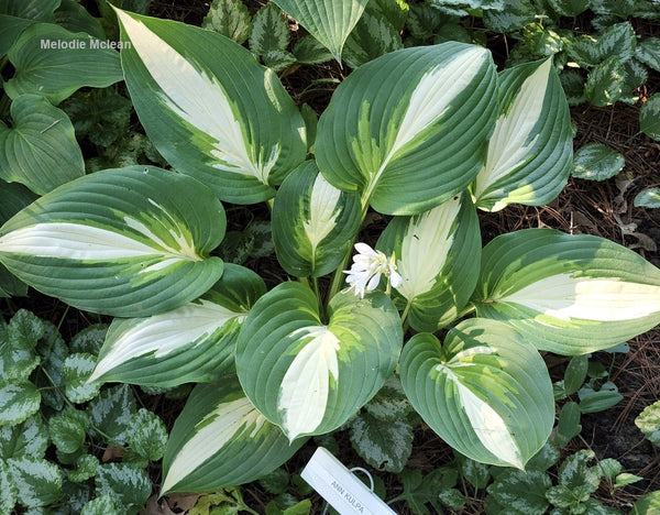 Hosta 'Ann Kulpa'