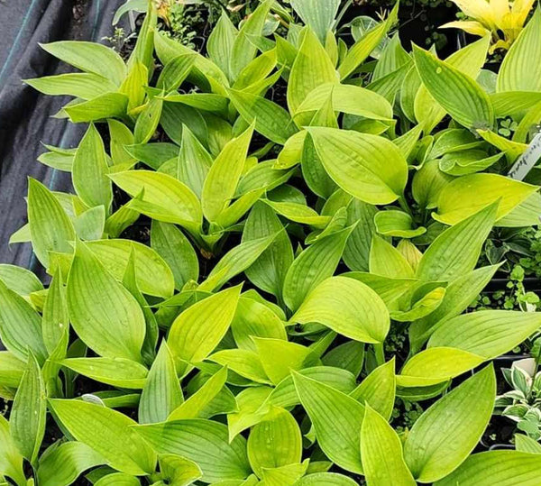 Hosta 'Barndance'