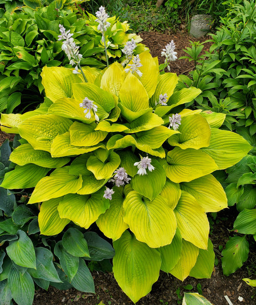Hosta 'Barndance'