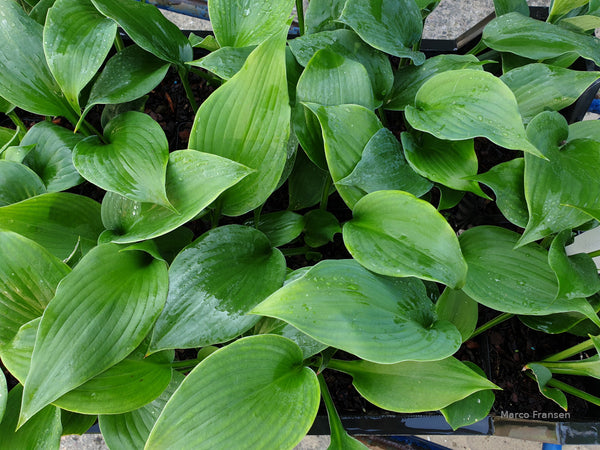 Hosta 'Delirium'