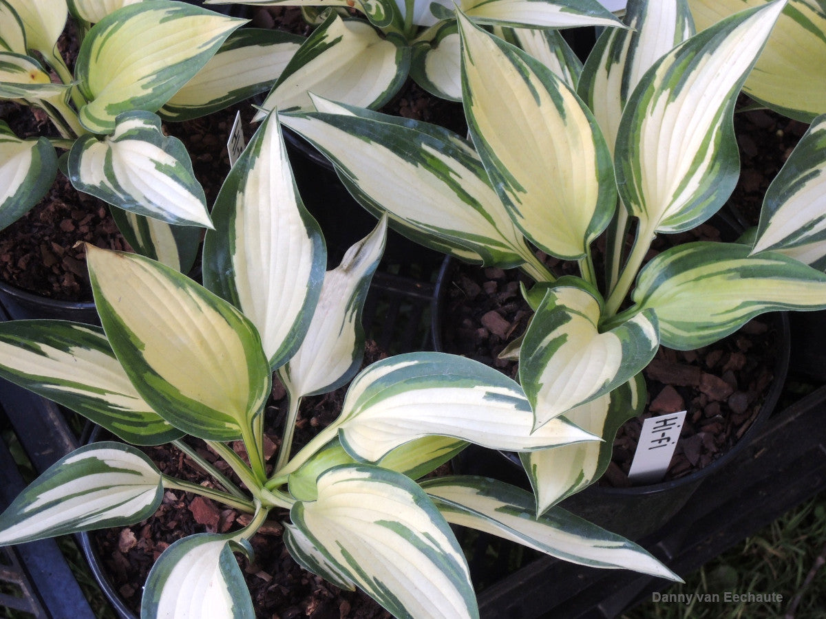 hosta house plant Hosta 'Hi-Fi'