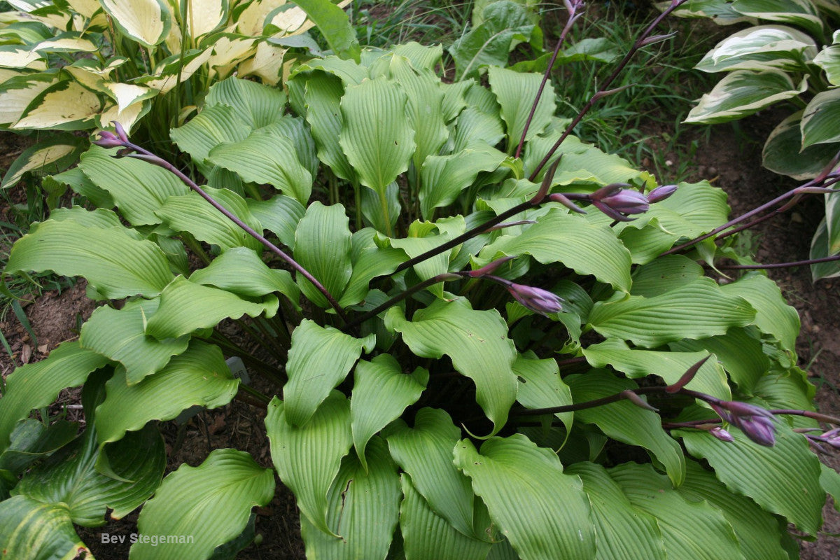 do hosta plants attract snakes Hosta 'Snake Charmer' – In The Country Garden & Gifts Online Store