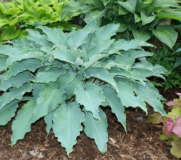 2023 Hosta of the Year - Hosta 'Neptune'