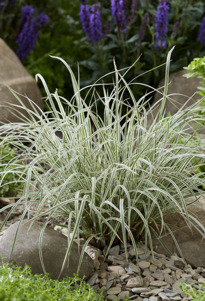 Schizachyrium scoparium 'Chameleon'
