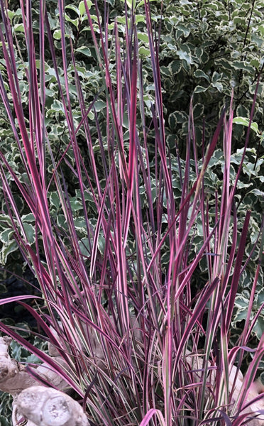 Schizachyrium scoparium 'Chameleon'