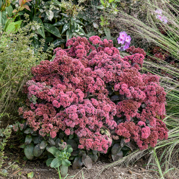 Sedum 'Midnight Velvet'