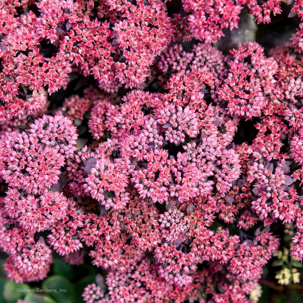Sedum 'Midnight Velvet'