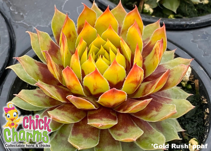 Sempervivum Chick Charms® 'Gold Nugget