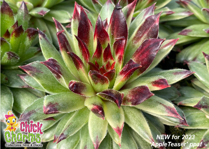 chick charm succulent Sempervivum Chick Charms 'AppleTeaser' – In The Country Garden & Gifts Online Store