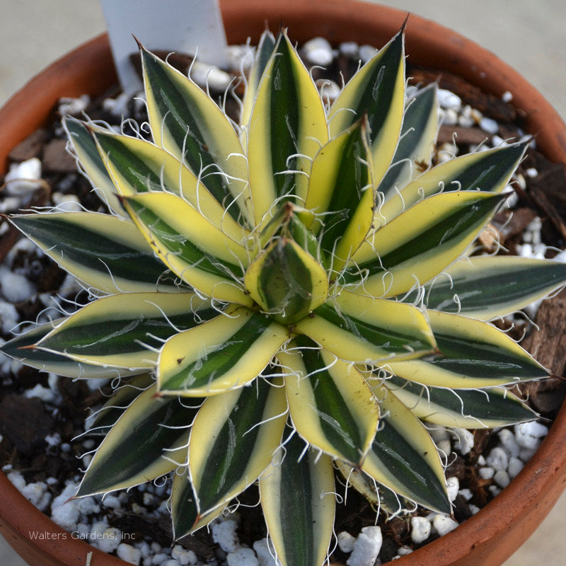 Agave schidigera ´Royal Flush´ 19-