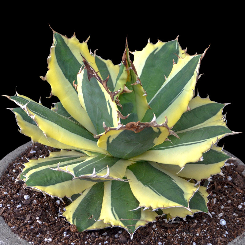 Agave titanota 'Snaggle Tooth'