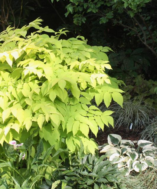 Aralia cor. 'Sun King'