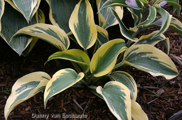 Hosta 'Autumn Frost'