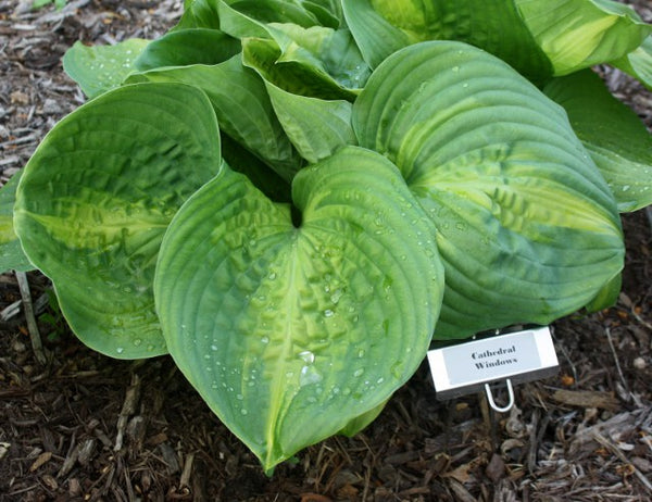 Hosta 'Cathedral Windows'