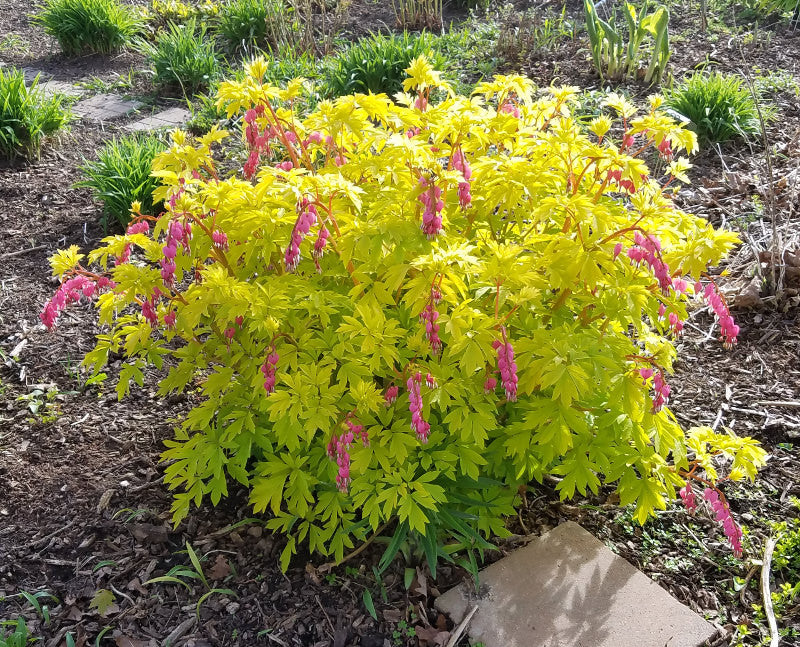 White Gold Bleeding Heart, Shop Dicentra