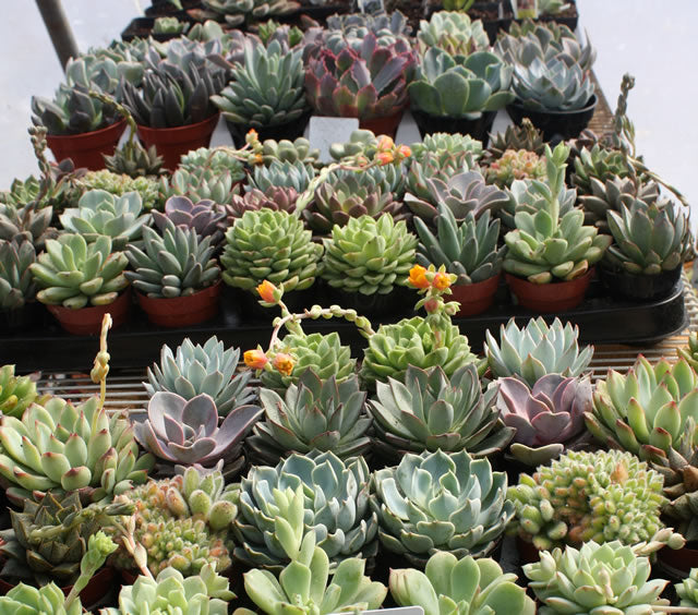 Echeveria Assortment (5 plants) – In The Country Garden & Gifts