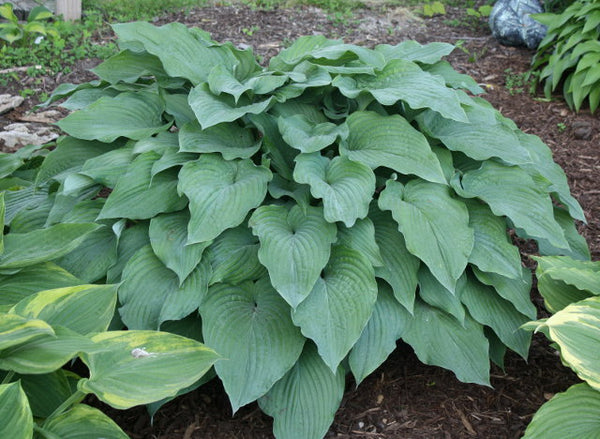 Hosta 'Frank Lloyd Wright'