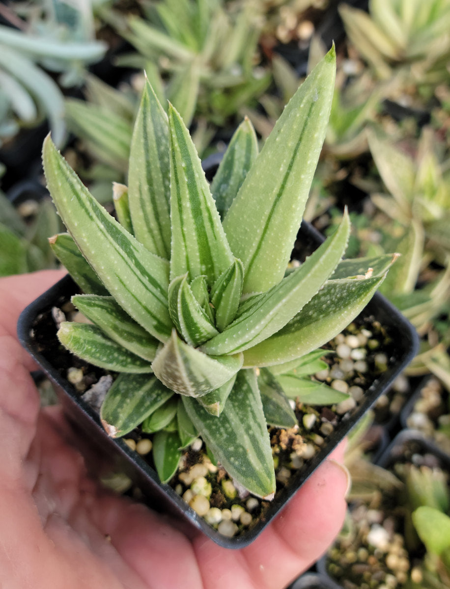 succulent gasteria ikea Gasteria 'Green Ice' – In The Country Garden & Gifts Online Store