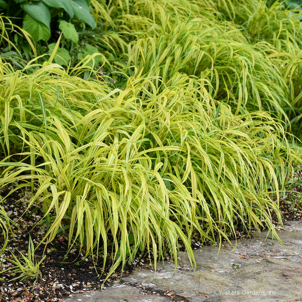 Hakonechloa macra 'Aureola'