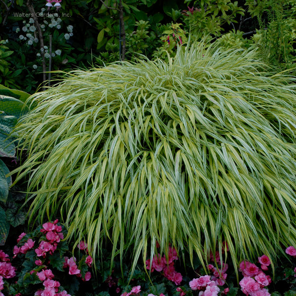 Hakonechloa macra 'Aureola'