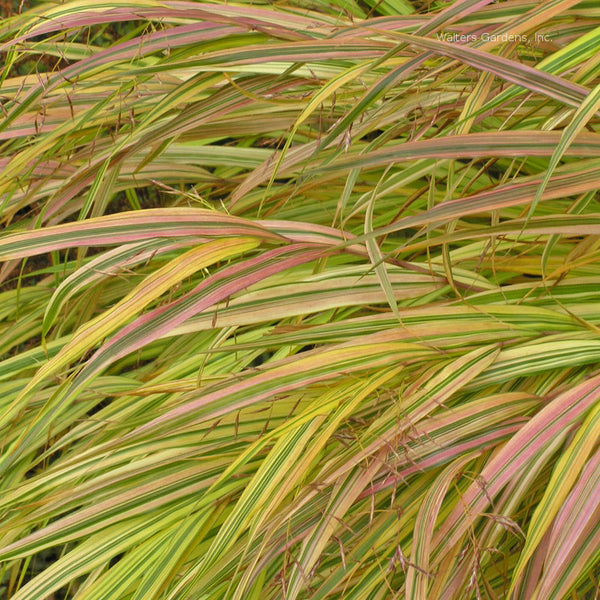 Hakonechloa macra 'Aureola' fall colors