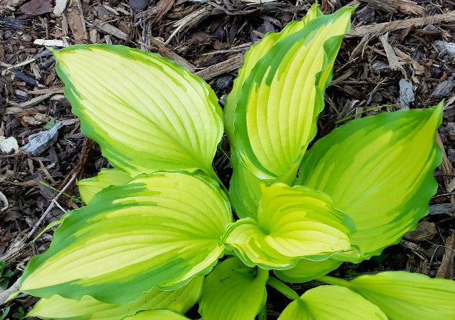 amalias succulents Hosta Amalia