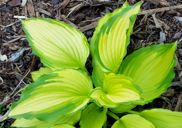 Hosta 'Amalia'