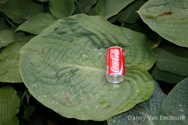 Hosta 'Amos'